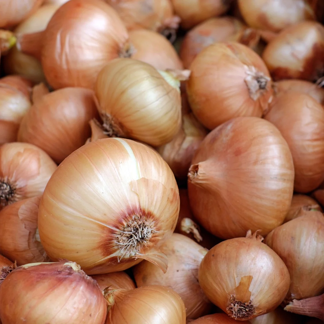 Onion
